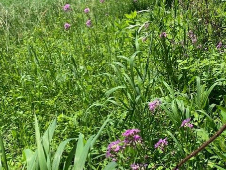 Opportunity: Over $250 billion in assets is currently under management at a Donor-Advised Fund (DAF) in the U.S* and intended for charitable purposes.