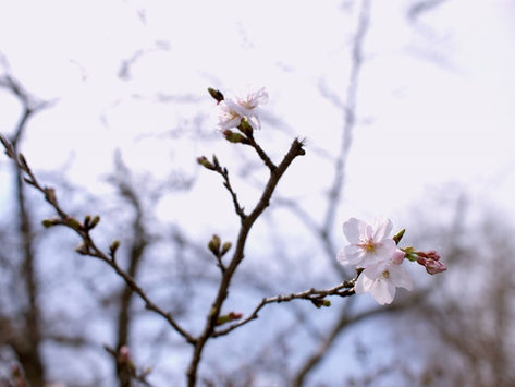 タイヤをぶつける
