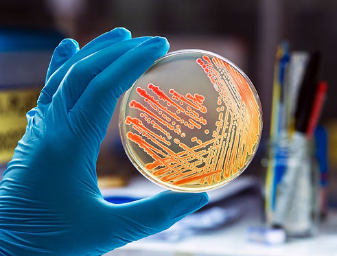 bacteria.jpg