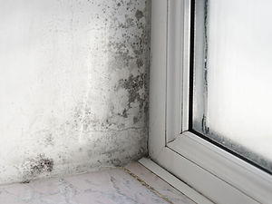 mold.jpg