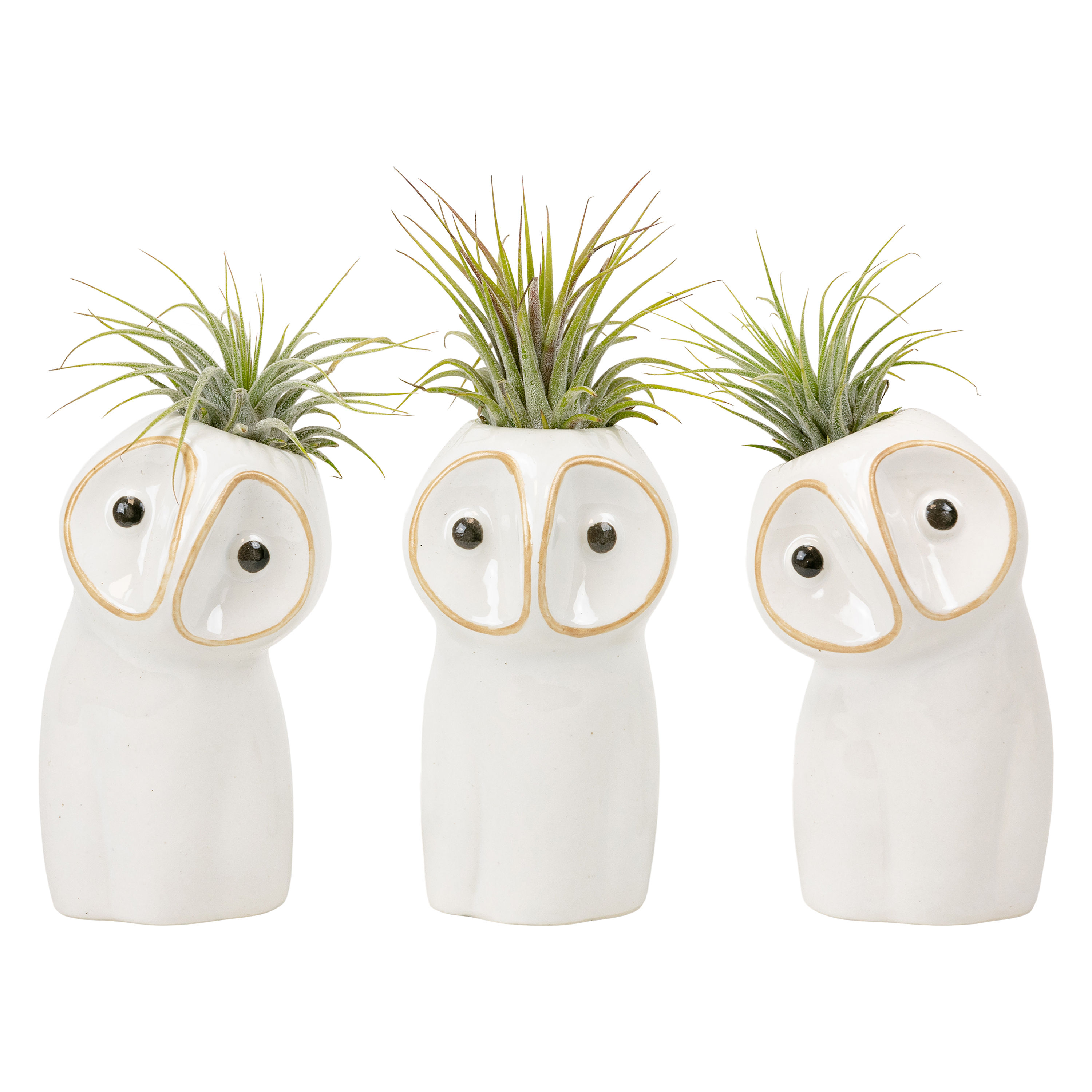 Ceramic owls with tillandsia plants inside