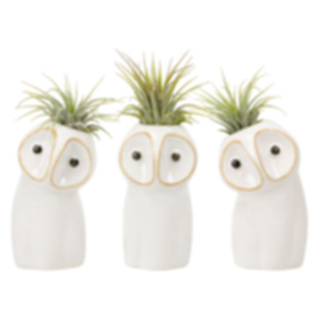 Ceramic owls with tillandsia plants inside