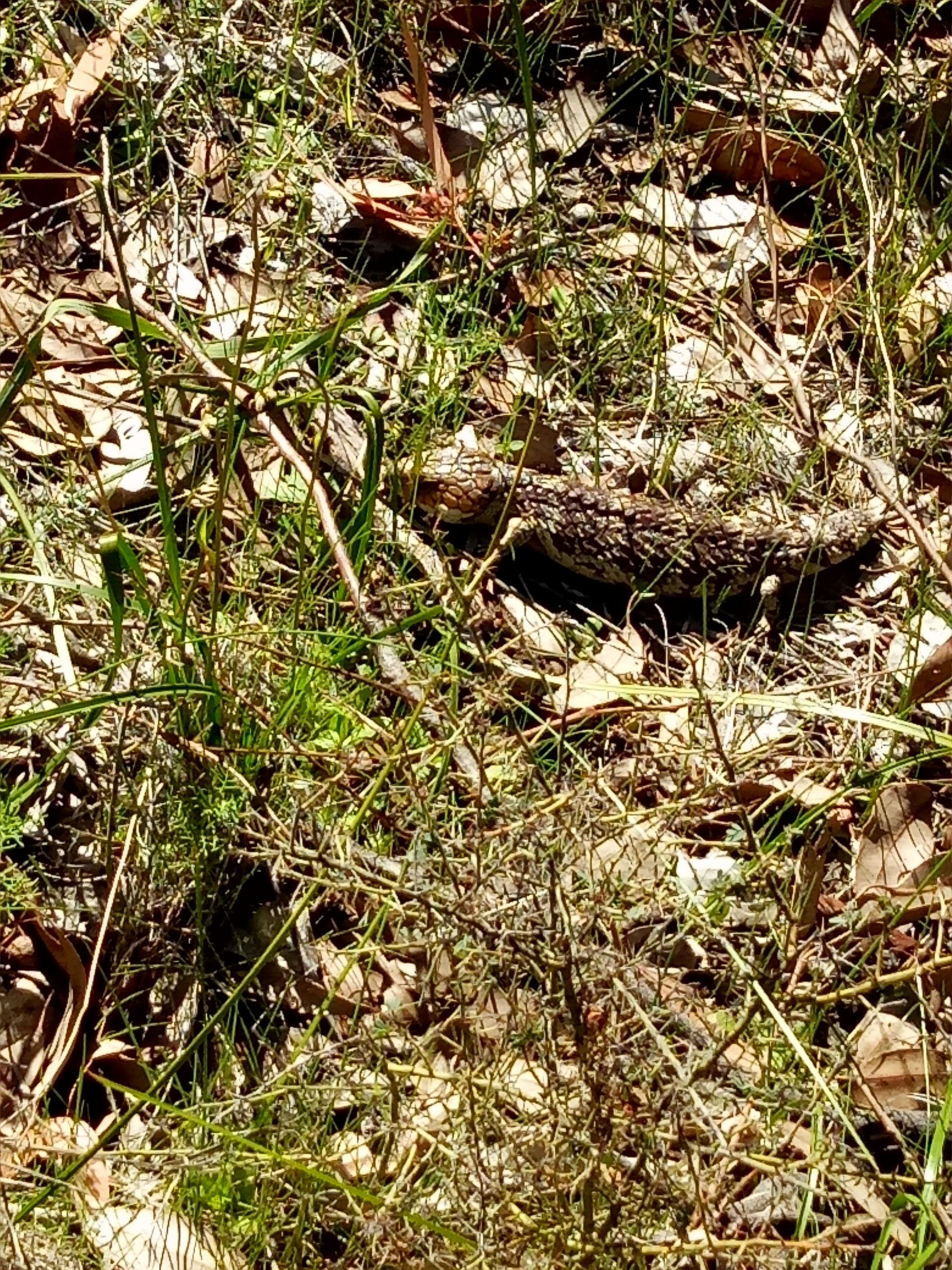 Bobtail