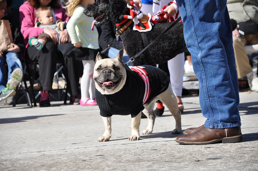 Dogs on Mainstreet