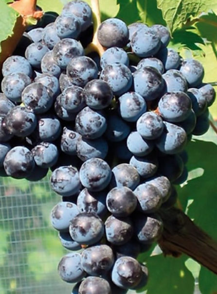 Cabernet Franc 卡本內佛朗