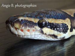 python regius nommé Kénya