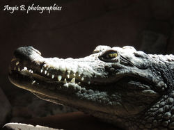 crocodile