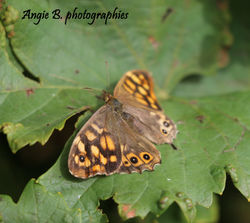 papillon