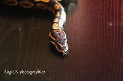python regius nommé Kénya