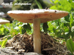 champignon