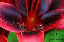 lys