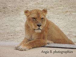 lionne