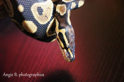 python regius nommé Kénya