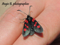 papillon