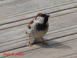 moineau