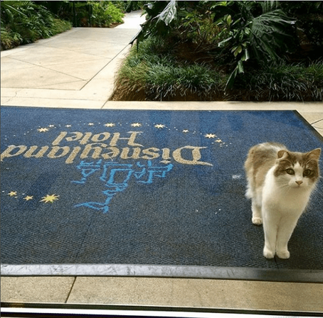 The Legend of the Disney Cats? True or False?