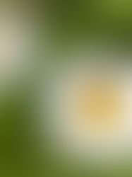 Is Cross-Pollination the Answer?