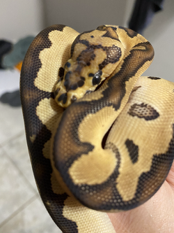 Ball Python Genetics Program