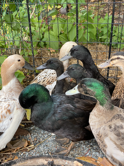 The Quacker Jacks