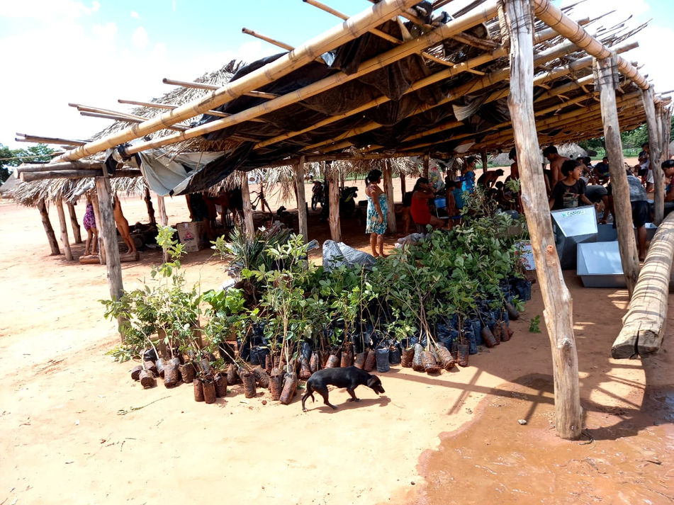 Ecological restoration program seeks to diversify vegetable production and re-forest areas