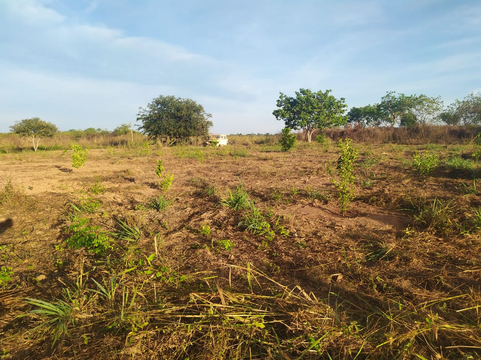 Ecological restoration program seeks to diversify vegetable production and re-forest areas