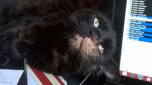 Can't be a stereotypical author without a cat... or three.