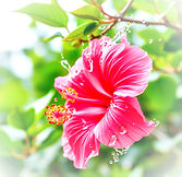 Hibiscus Splash__edited.jpg