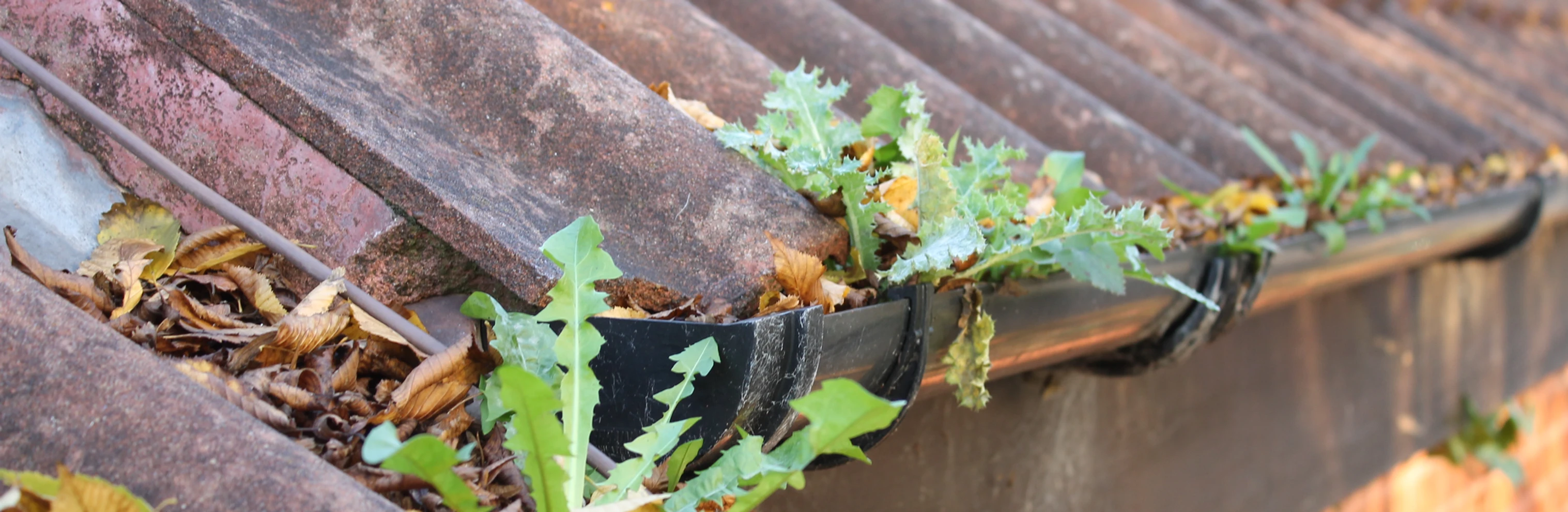 gutter cleaning