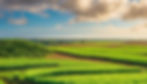 Large undulating Landscape of uncut sugarcane fields with a blue sky.jpg