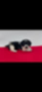 IMG2421.png