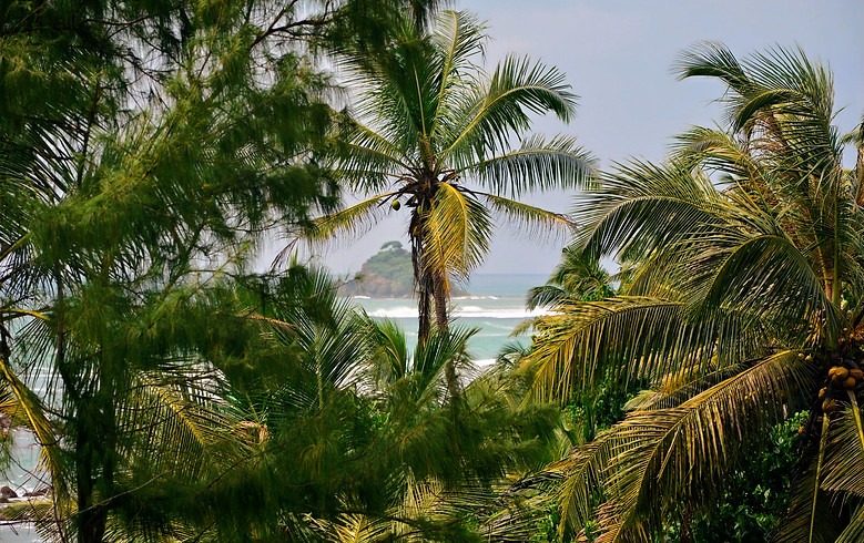 Looking at the lazy left surf break through green palm trees