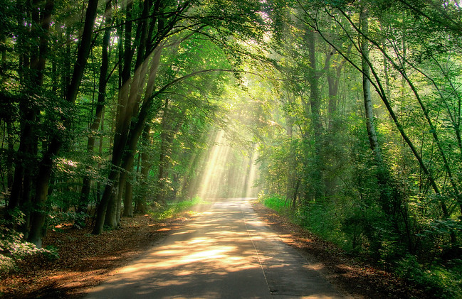 Waldweg grün.jpg