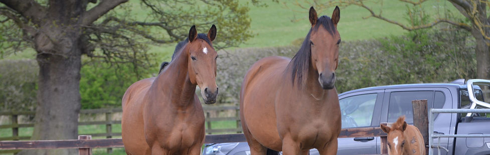 WhatsApp Image 2026-02-15 at 13_edited.jpg