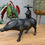 Thumbnail: Bull Riding