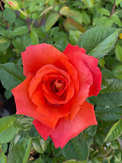 IMG_0593.jpeg