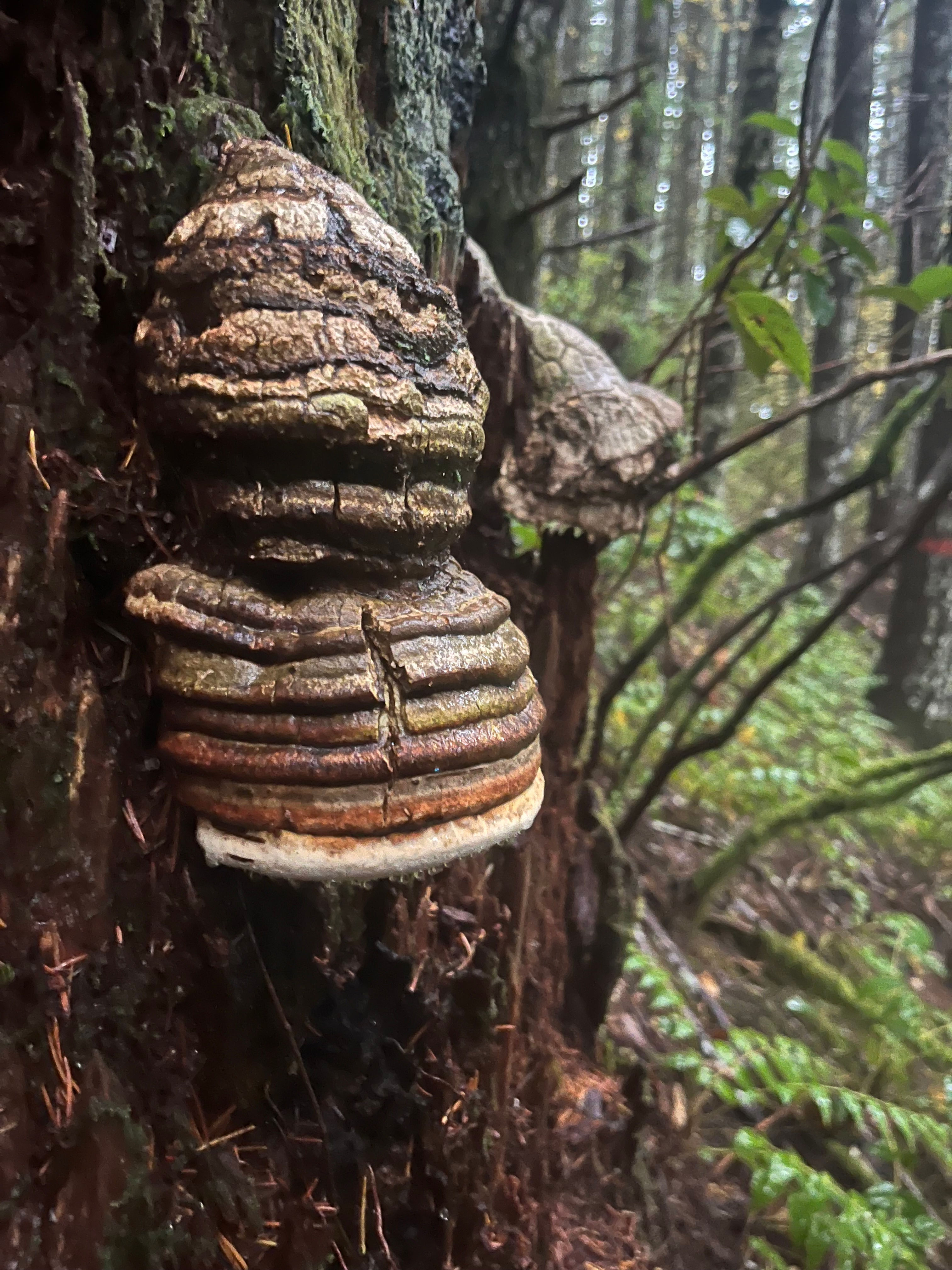 Agarikon  Extract Powder 10 grams