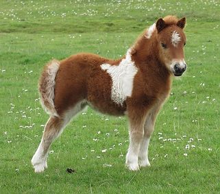 Sienna 3 weeks(2)resize.jpg