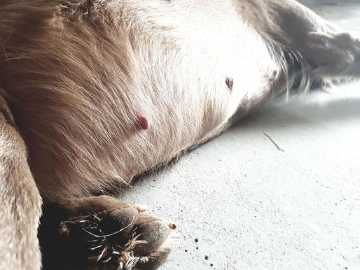 Surprise d'AUTOMNE...