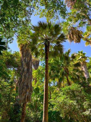 Botanischer Garten Málaga ©Image by Sophia Merkl