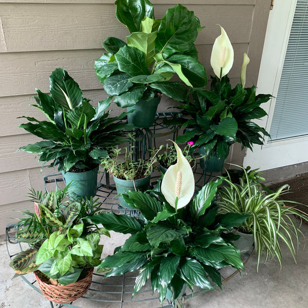 pretty plant arrangement