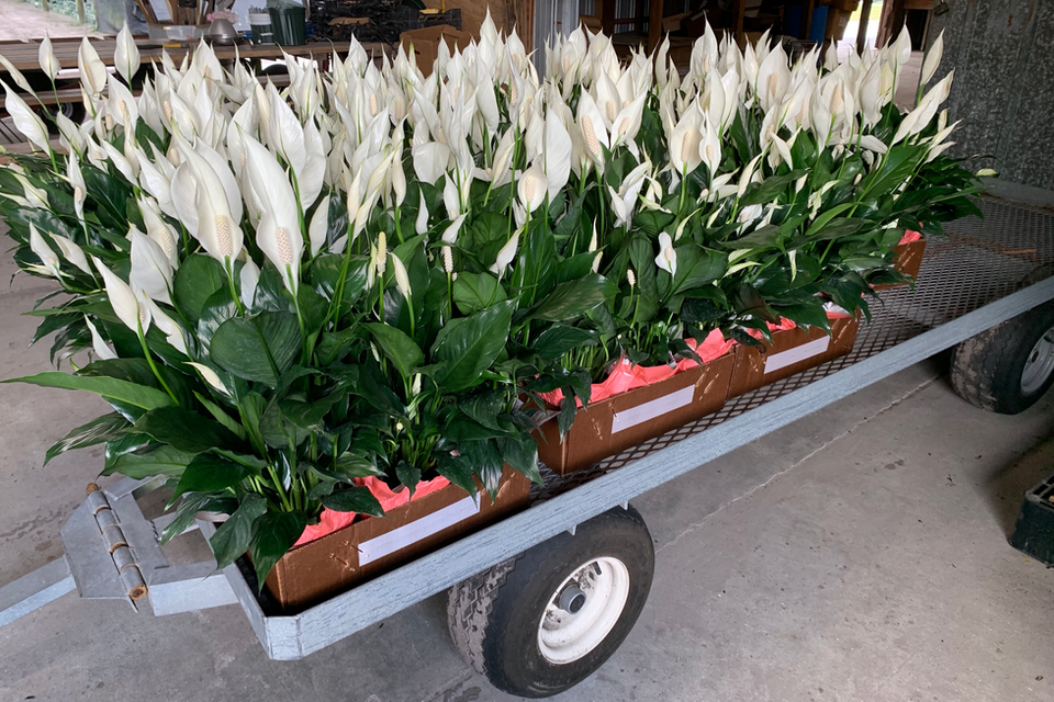 Mother's Day gift peace lily plant