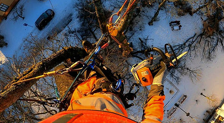 Arborist, trädklättring Linköping