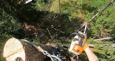 Arborist, sektionsfällning gran, krokek
