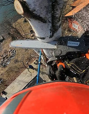 Arboristjobb, sektionsfällning, riggning av björkar. 