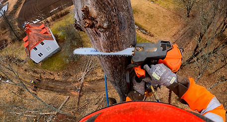 Arborist, trädklättring död alm. 