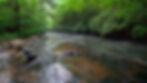 River in the woods_edited.jpg