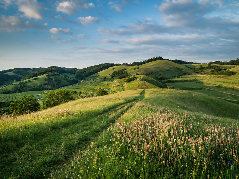 Green hills with Path.Stocksy.138552.jpg