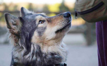 dog looking up at owner waiting for treat