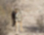 Coyote looking at camera