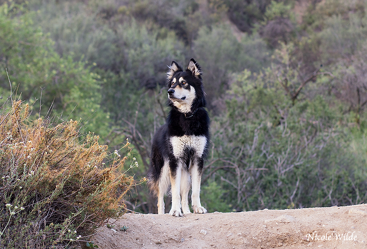 handsome dog model on hill head turned posing